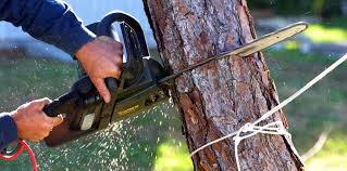 Best Tree and Shrub Care  in Kings Mills, OH