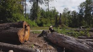 How Our Tree Care Process Works  in  Kings Mills, OH