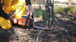 Best Tree Cabling and Bracing  in Kings Mills, OH