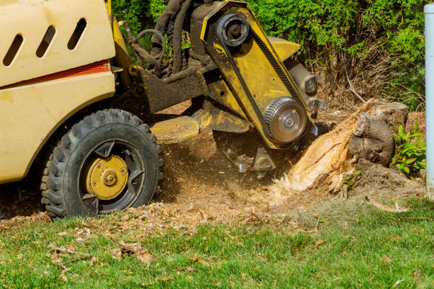 Best Stump Grinding and Removal  in Kings Mills, OH