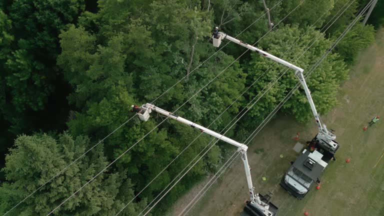 Best Tree Disease Treatment  in Kings Mills, OH