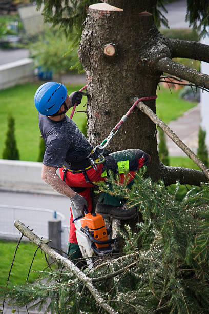 Best Tree Trimming and Pruning  in Kings Mills, OH