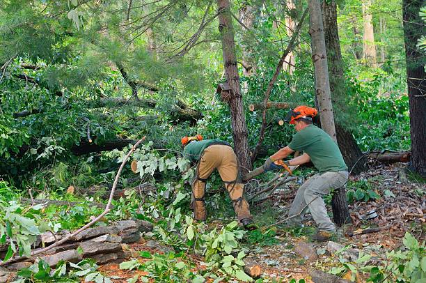 Best Firewood Processing and Delivery  in Kings Mills, OH